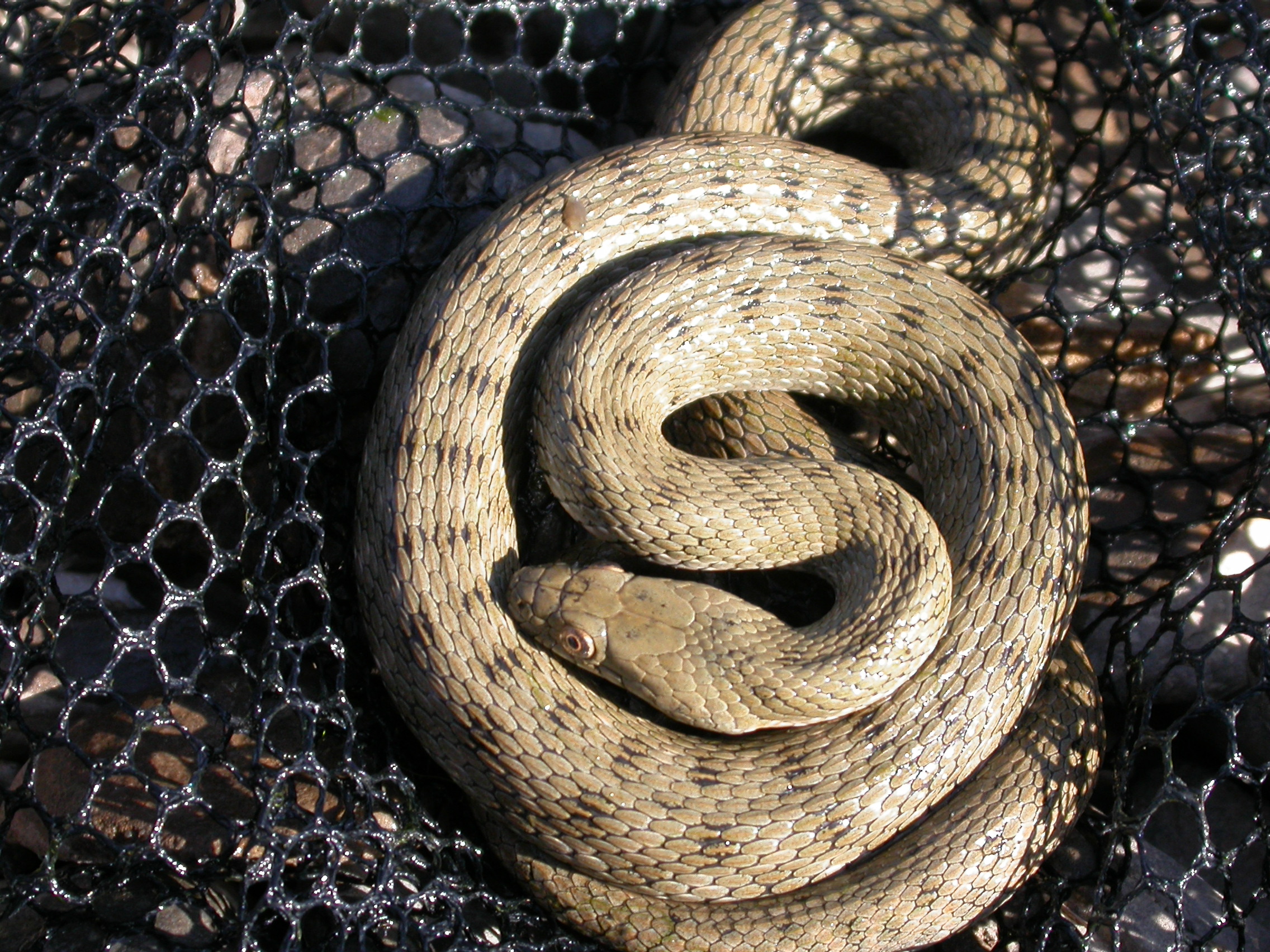 Su Yılanı - Natrix tessellata